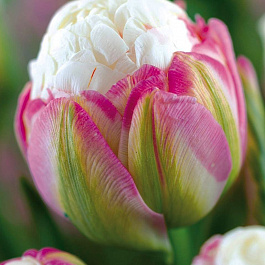 Тюльпан махровый поздний Айс Крим