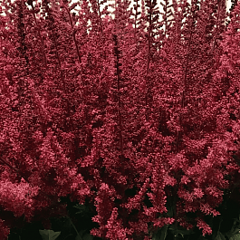 Астильба Арендса Paul Gaarder