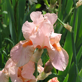Ирис бородатый Пати Дресс