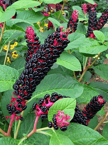 Фитолакка американская