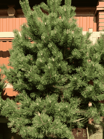 Сосна крючковатая