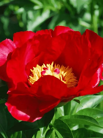 Пион Молочноцветковый Blaze