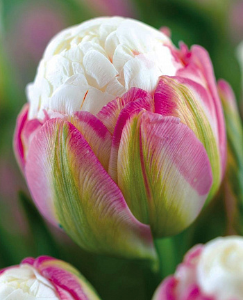 Тюльпан махровый поздний Айс Крим Тюльпан махровый поздний Айс Крим