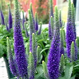 Вероника колосковая Санни Бордэр Блу