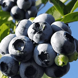 Голубика высокорослая Darrow