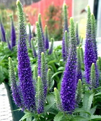 Вероника колосковая Санни Бордэр Блу