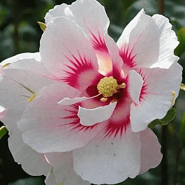 Гибискус Сирийский  Shintaeyang