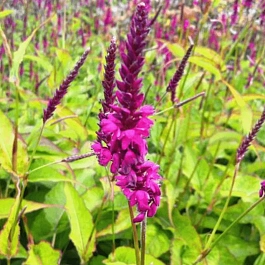 Горец свечевидный Firetail