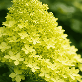 Гортензия метельчатая Magical Lime Sparkle ТОЛЬКО САМОВЫВОЗ