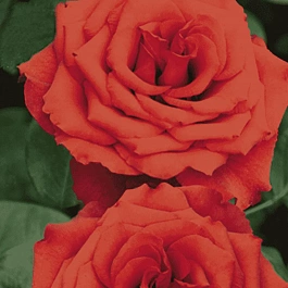 Роза чайно-гибридная Corvette