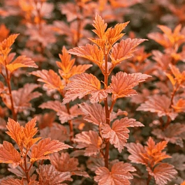 Пузыреплодник калинолистный Zdechovice