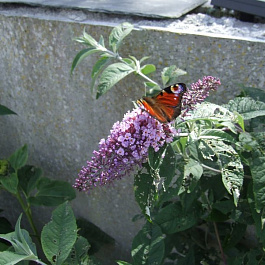 Буддлея Давида Буддлея Баттерфляй Тауэр Буддлея Давида Буддлея Баттерфляй Тауэр