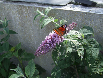 Буддлея Давида Буддлея Баттерфляй Тауэр