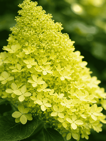 Гортензия метельчатая Magical Lime Sparkle ТОЛЬКО САМОВЫВОЗ