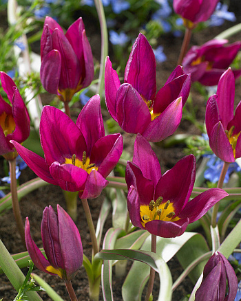 Тюльпан ботанический Одалиска