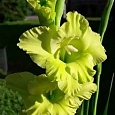 Гладиолус Spring Green