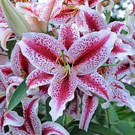 Лилия восточная Тайгер Вудс НАБОР 2ШТ (2+2)