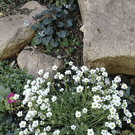 Камнеломка Арендса Limerock