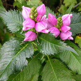 Хелоне косая