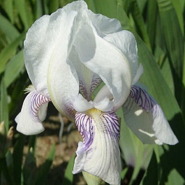 Ирис германский Mrs.  Horace  Darwin
