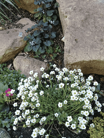 Камнеломка Арендса Limerock