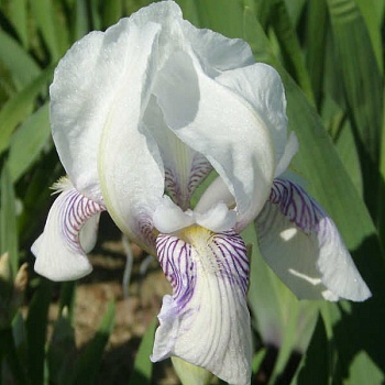 Ирис германский Mrs.  Horace  Darwin