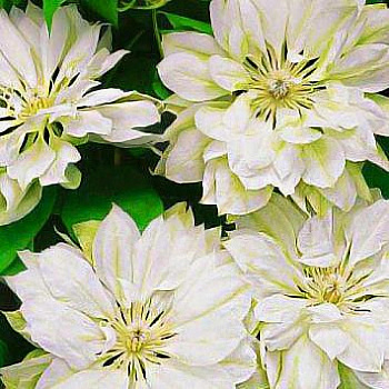 Клематис крупноцветковый Юкиокоши