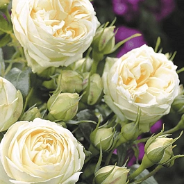 Роза  кустовая Wedding Piano