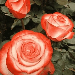 Роза чайно-гибридная Farfalla