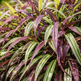 Хаконехлоа большая Naomi