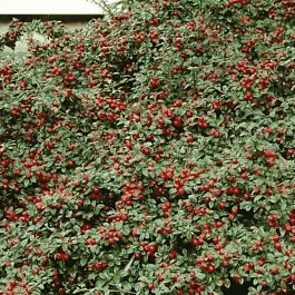 Кизильник гибридный Coral Beauty