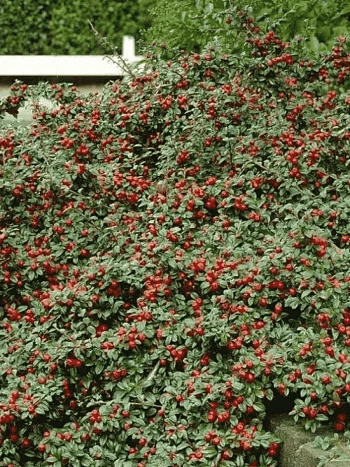 Кизильник гибридный Coral Beauty