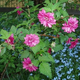 Малина великолепная Флора Плено