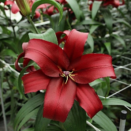 Лилия ОТ-гибрид Формия