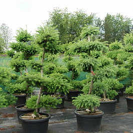 Лиственница японская Кемпфера (бонсай)