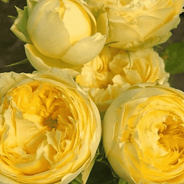 Роза Флорибунда Lemon Pompon