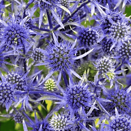 Синеголовник плосколистный