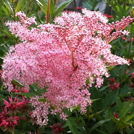 Лабазник обыкновенный Каоме