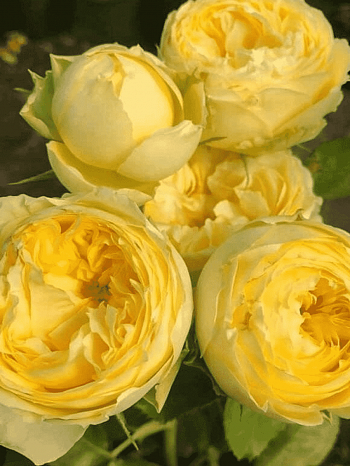 Роза Флорибунда Lemon Pompon