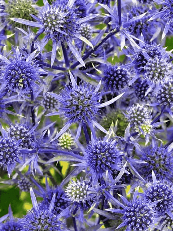 Синеголовник плосколистный