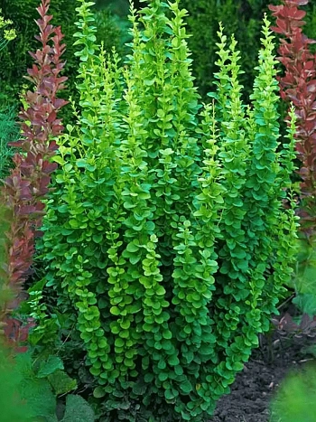 Барбарис Тунберга Erecta