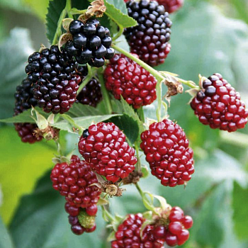 Ежемалина гибридная Boysenberry