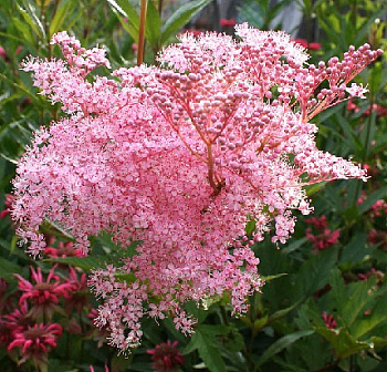 Лабазник обыкновенный Каоме