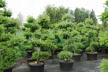 Лиственница японская Кемпфера (бонсай) Лиственница японская Кемпфера (бонсай)