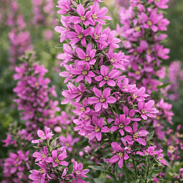 Дербенник иволистный Rosy Gem