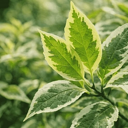 Дерен белый Cream Cracker