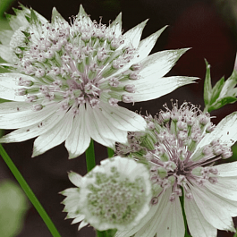 Астранция баварская