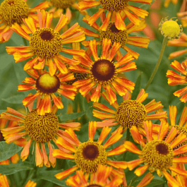 Гелениум осенний Tie Dye