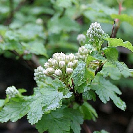 Пузыреплодник калинолистный Тильден Парк