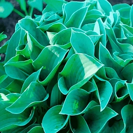 Хоста Blue Cadet